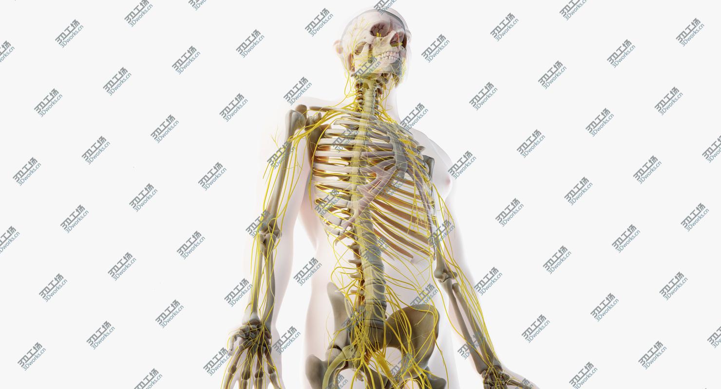 images/goods_img/2021040231/3D Male Skin, Skeleton And Nerves model/3.jpg